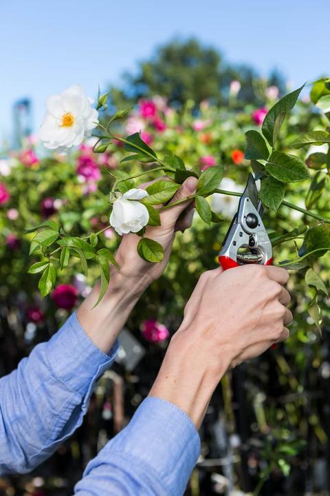 Actual product image Felco 14 Bypass secateurs for small hands, for right-handers