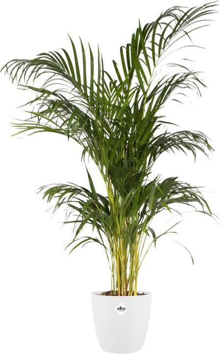 Actual product image Elho Brussels (20 cm)