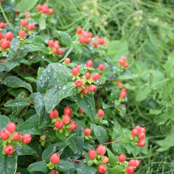 Produktbild Säntispracht Das fruchtschmucktragende Johanniskraut - Hypericum calycinum 'Magic Marbles Red' (50 cm)