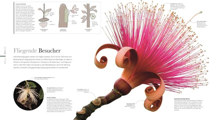 Actual product image Flora – Wunderwelt der Pflanzen (German, DK Publishing House, 2019)
