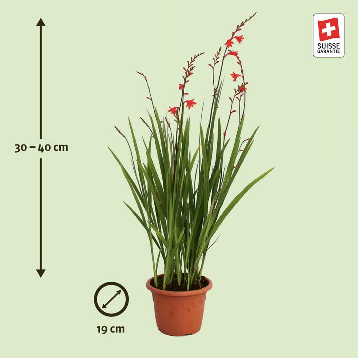 Actual product image Zulauf Montbretie (30 cm)