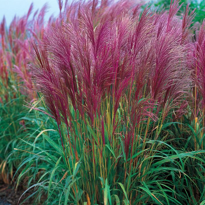 Produktbild Plant in a Box Miscanthus sinensis 'Red Chief' - 2er Set Ziergras (40 cm)
