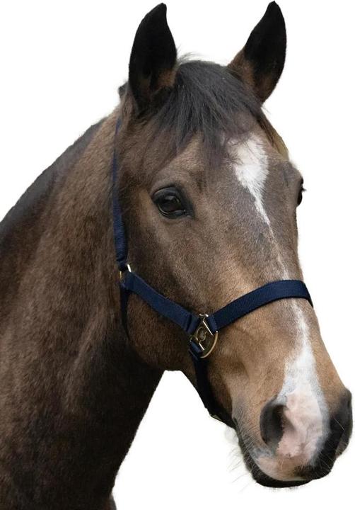 Immagine prodotto Hyconic Cavezza per Cavallo