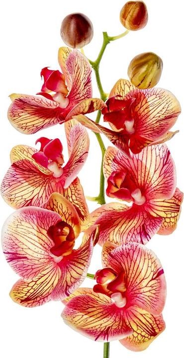 Actual product image pfister Orchid
