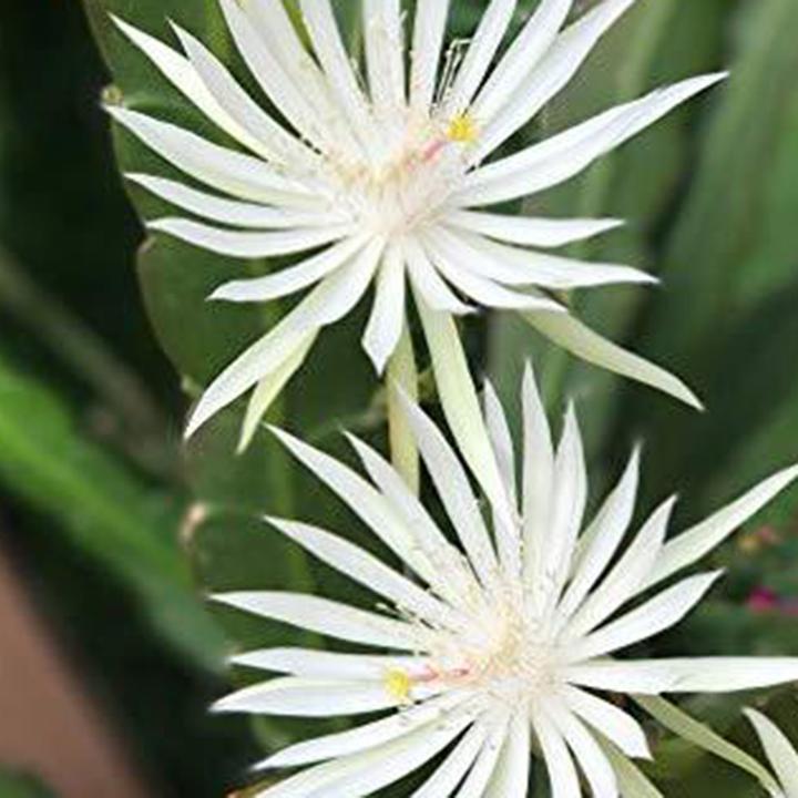 Immagine prodotto Kakteen Gautschi Epiphyllum pumillum (50 cm)