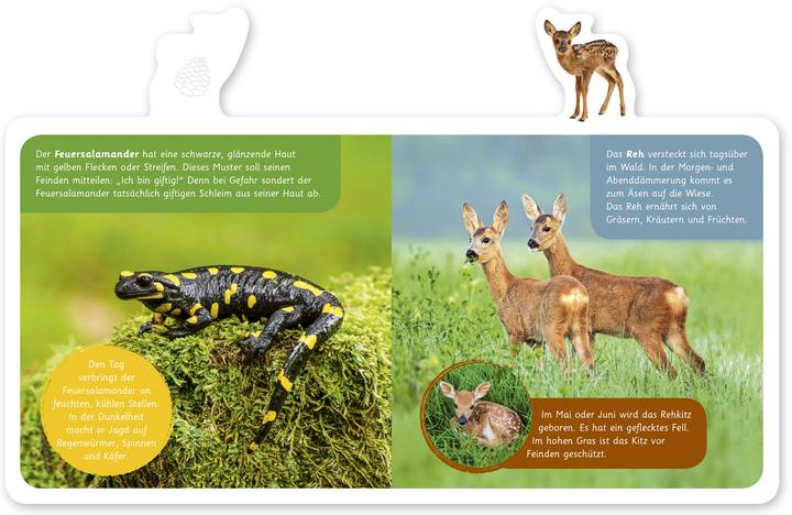 Produktbild Tiere im Wald (Deutsch, Hannah Kastenhuber, 2018)