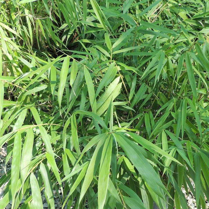 Produktbild Zulauf Garten-Bambus / Fargesia sca. 'Asian Wonder' (125 cm)