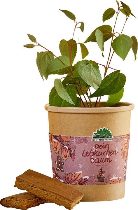 Die Stadtgärtner Schönes Lebkuchenbaum Anzuchtset – Duft-Garantie: Zimt & Lebkuchen