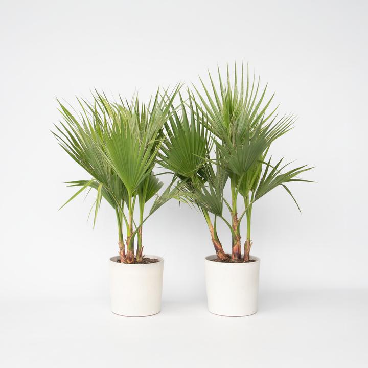 Produktbild Plant in a Box Washingtonia Robusta - 2er Set Mexikanische Fächerpalme (70 cm)