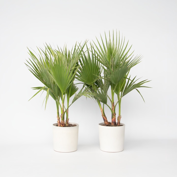 Immagine prodotto Plant in a Box Washingtonia Robusta - 2er Set Mexikanische Fächerpalme (70 cm)