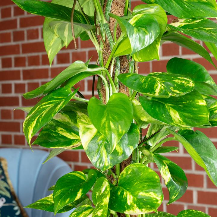 Immagine prodotto Flowerbox Efeutute am Moosstab - Epipremnum aureum