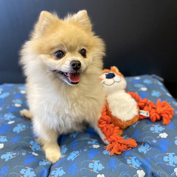 Produktbild Duvoplus Les Schtroumpfs (Hund)