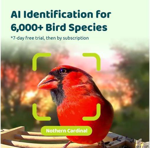 Immagine prodotto Birdfy Mini Solar