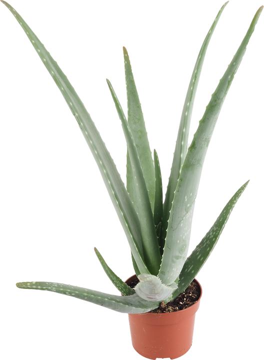 Image du produit Migros Ostschweiz Aloe Vera (46 cm)