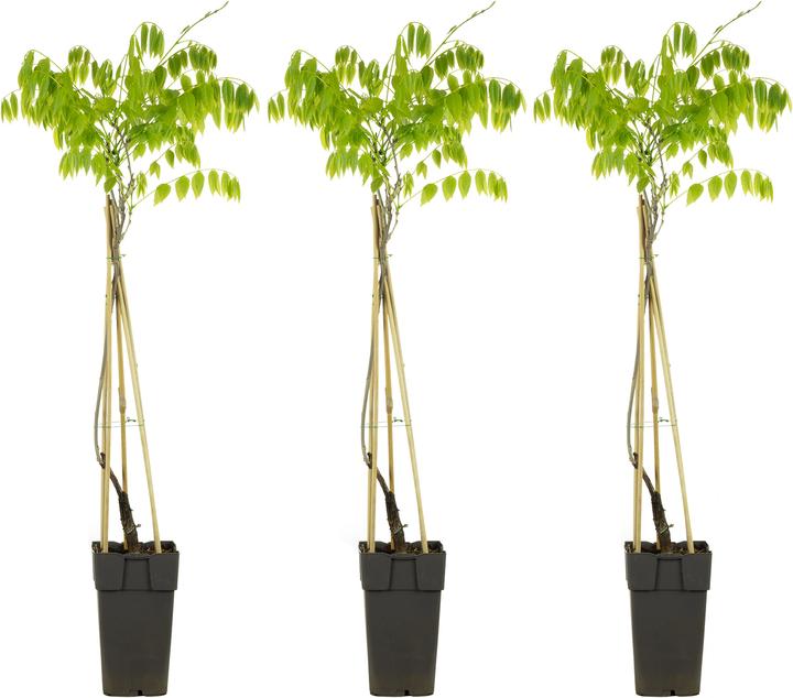 Produktbild Flowerbox 3er-Set chinesischer Blauregen - Wisteria sinensis 'Alba' (50 cm)