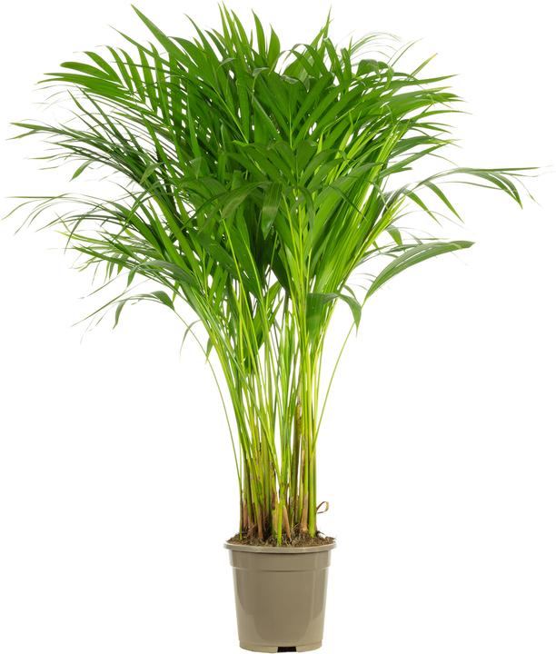 Produktbild Flowerbox Goldfruchtpalme - Areca Dypsis Lutescens (100 cm)