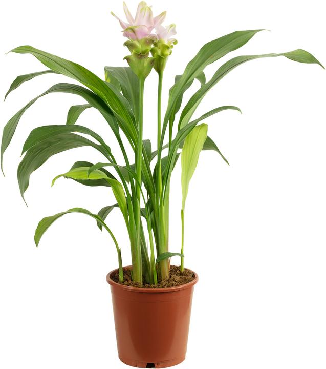 Actual product image Flowerbox Curcuma light pink - Curcuma alismatifolia 'Siam Sweet'