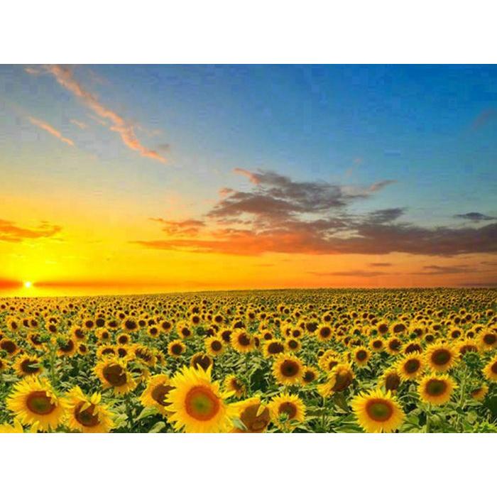 Pracht Diamond Painting Sonnenblumenfeld 40x30