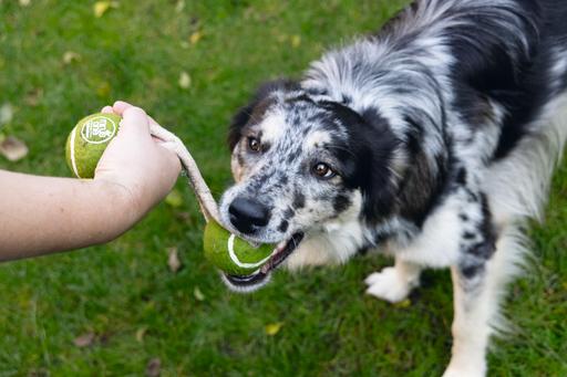 Produktbild Beeztees Minus One Hundespielzeug Tennisball (Ballspielzeug Hund)