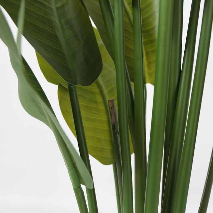 Immagine prodotto Plant in a Box Strelitzia - (160 cm)
