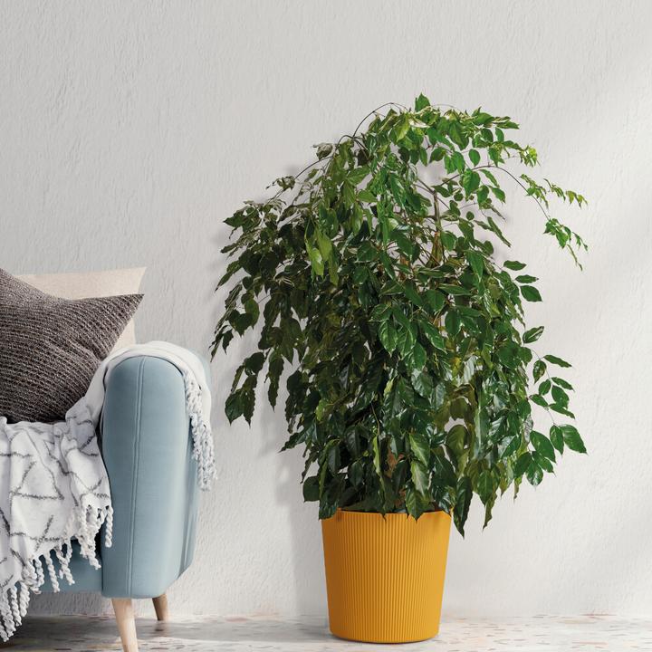 Produktbild Euro3plast Blumentopf Fyre Ø 30 cm mango Greener, mit Rollen