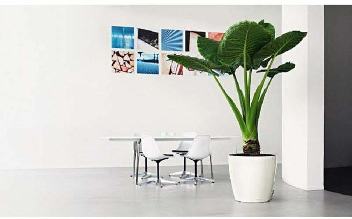 Produktbild Lechuza CLASSICO Premium 60 hochglanz (60 x 55.50 cm)