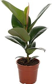 Immagine prodotto Flowerbox Set di 3 alberi della gomma - Ficus elastica "Robusta (50 cm)