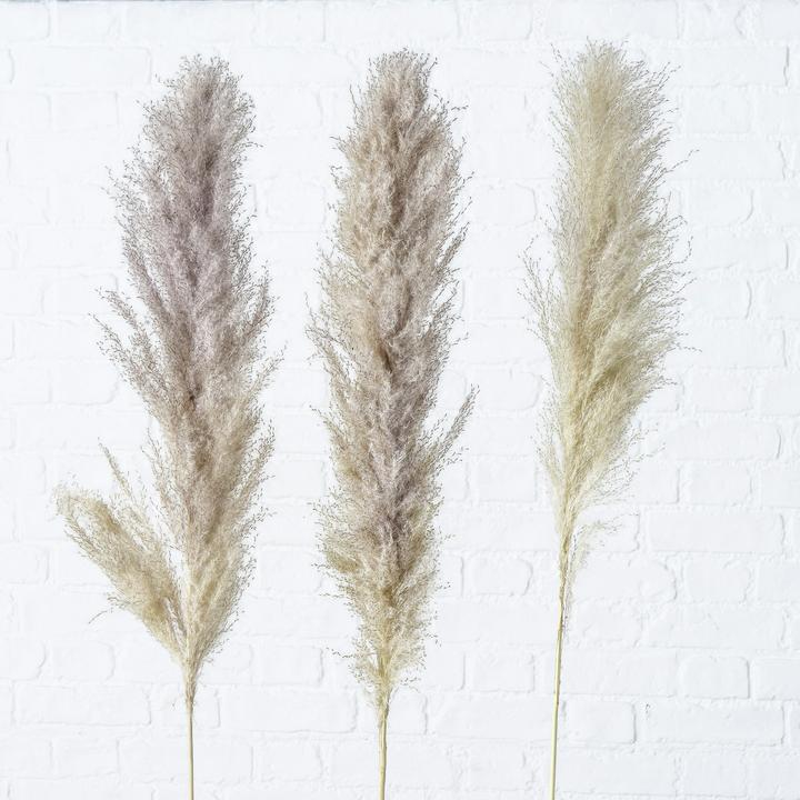 Actual product image Boltze Home Pampas grass (100 cm)
