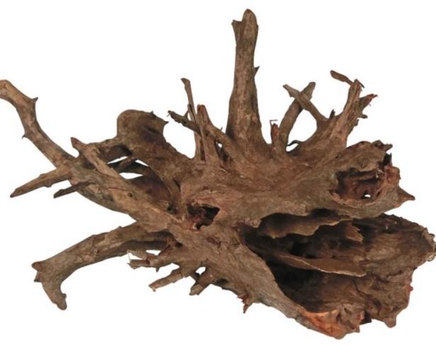 Actual product image Amazonas Corbo root (Embellishment, Basics)