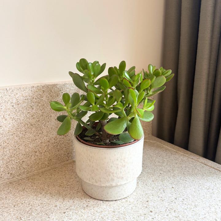 Image du produit Plant in a Box Crassula ovata Minor - Plante de jade (30 cm)