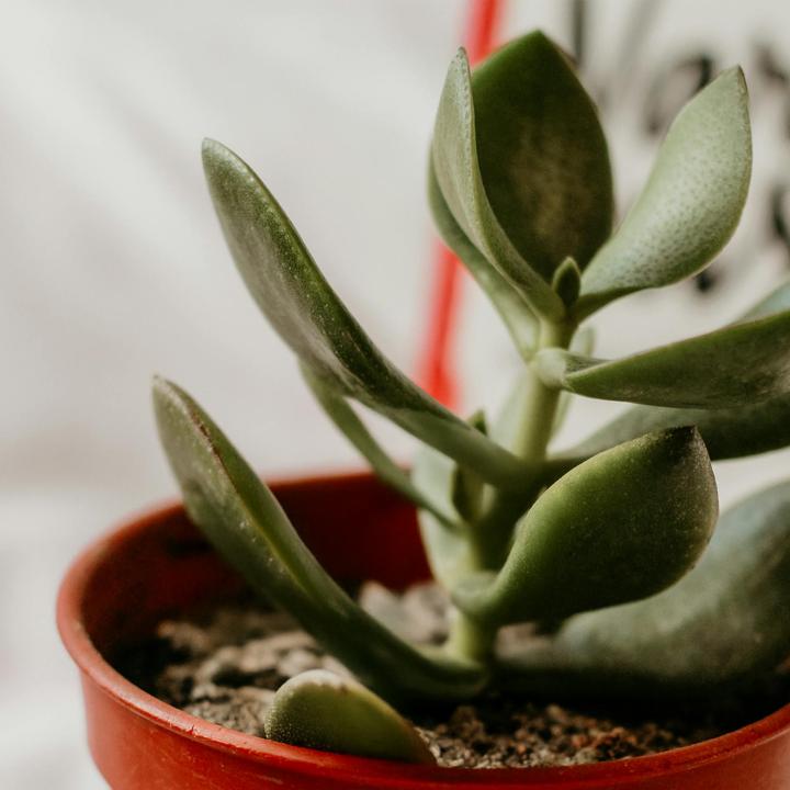 Image du produit Plant in a Box Crassula ovata 'Minor' - Glücksbäumchen (15 cm)