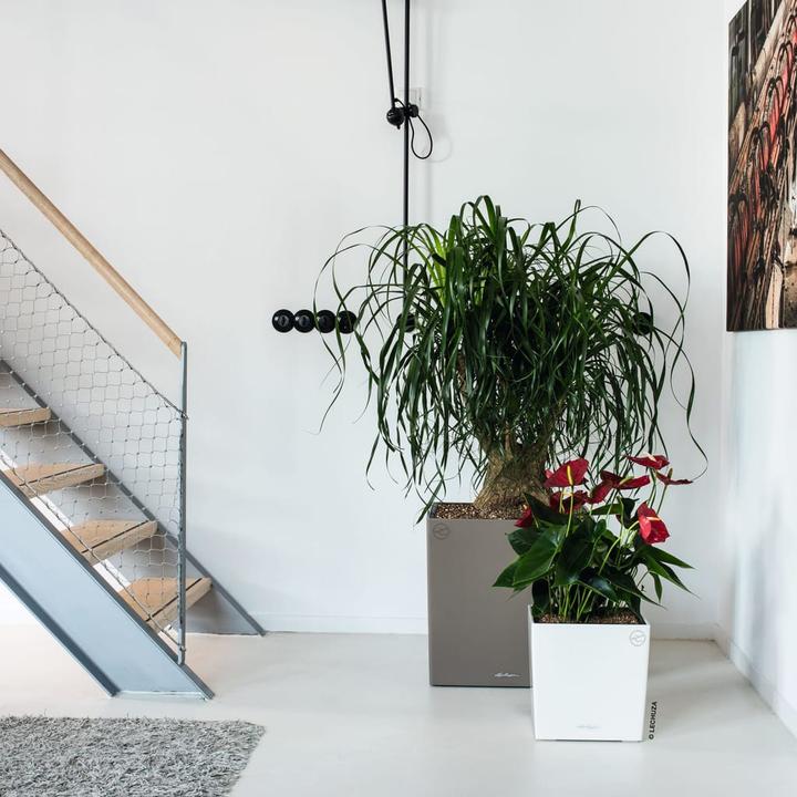 Produktbild Lechuza Cube 30 (29.50 x 29.50 x 30 cm)