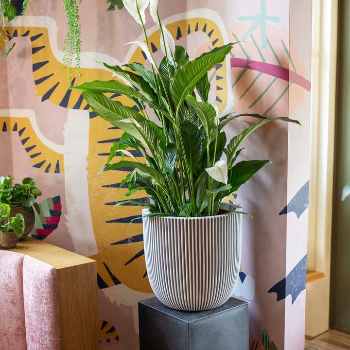 Produktbild Capi Morgan (35 x 34 cm)