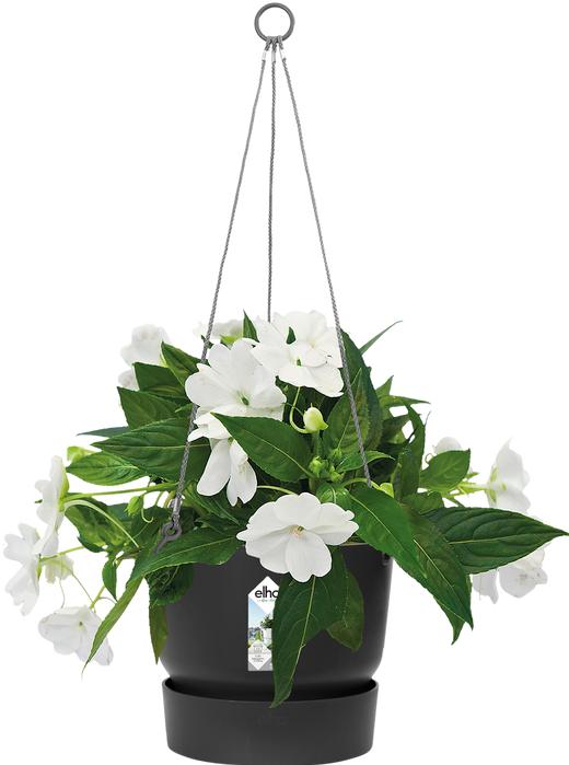 Produktbild Elho Greenville (23.50 cm)