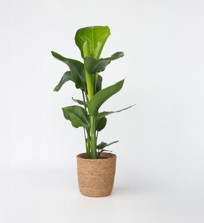 Produktbild Plant in a Box Strelitzia Nicolai - Paradiesvogelpflanze (70 cm)