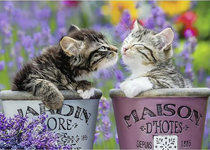 Produktbild Nathan Kätzchen Küsse (1000 Teile)