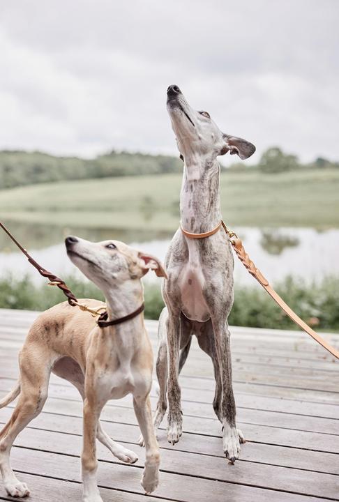 Produktbild OYOY Zoo ZOO - Robin Dog Leash M/L - Nature (Z60052) (M, L, Hund, Spazieren)