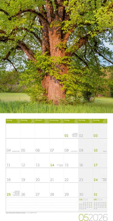 Image du produit Bäume Kalender 2026 - 30x30 (30 x 30 cm, Couverture rigide, Français, Anglais, Allemand, Italien)