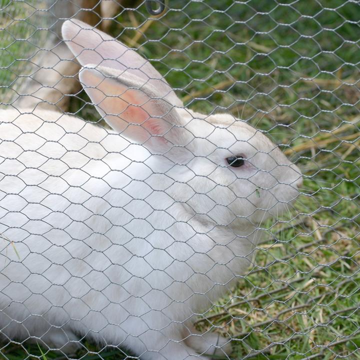 Produktbild Casa Pura Drahtzaun Kleintierzucht (25 m)