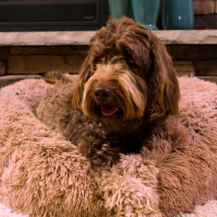 Actual product image MediaShop Peaceful Pooch L (Cat, Dog)