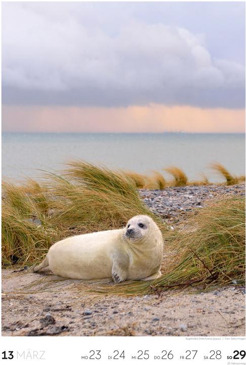 Actual product image Natur - Wochenkalender 2026