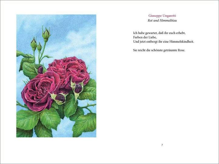 Produktbild »Ich wollt' dein Bett mit einer Rose schmücken« (Deutsch, Christina Kraus, Matthias Reiner, 2017)