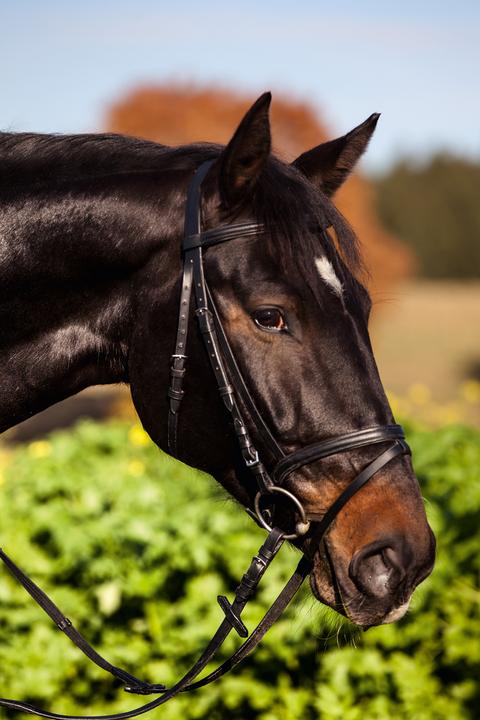 Immagine prodotto Kerbl Briglia Snaffle Standard