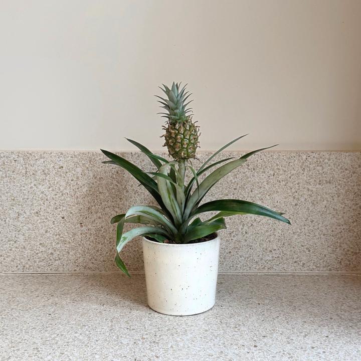 Produktbild Plant in a Box Ananas comosus 'Mi Amigo' (45 cm)