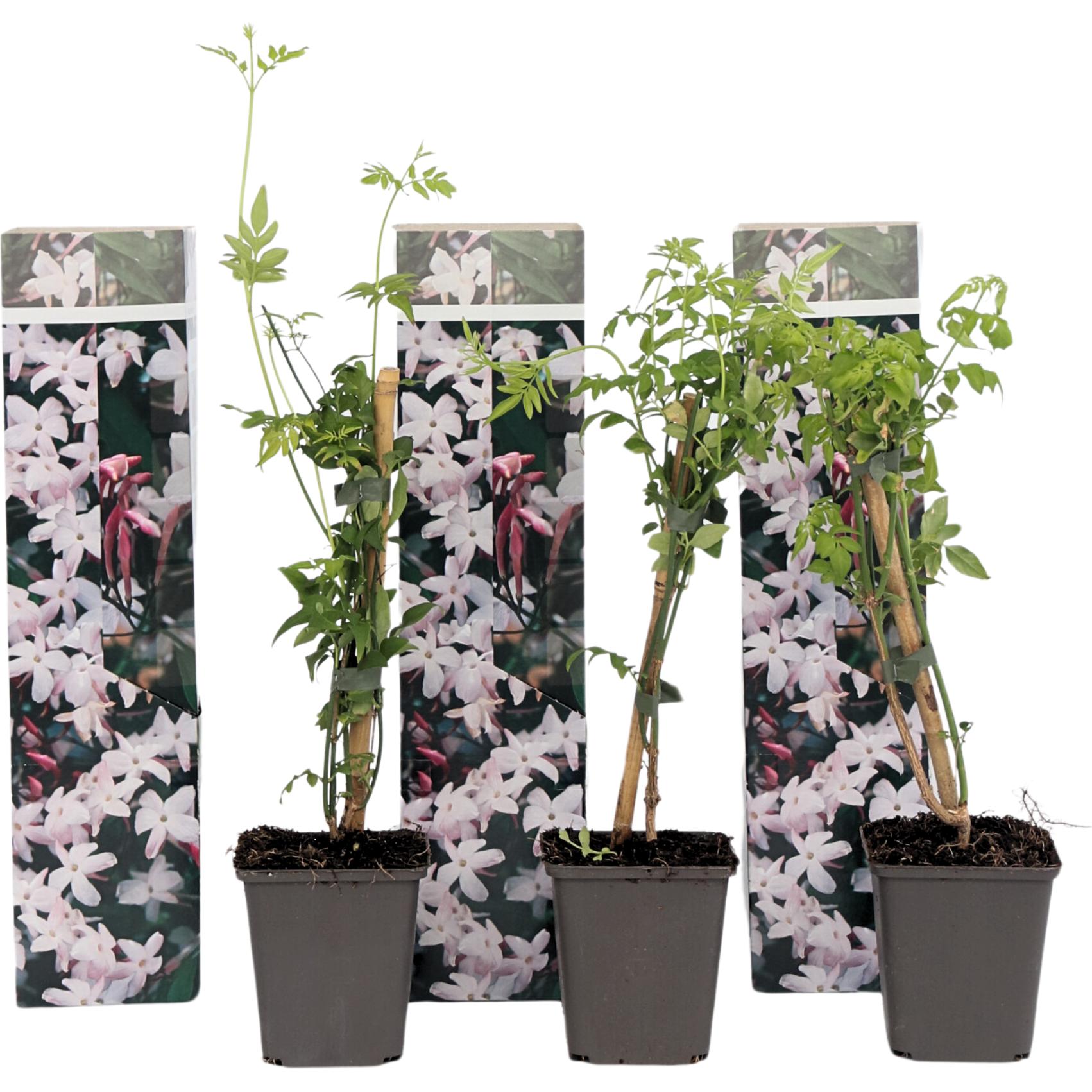Plant in a Box, Pflanzen, Trachelospermum jasminoides 'Officinale' - 3er Set Jasmin (25 cm)