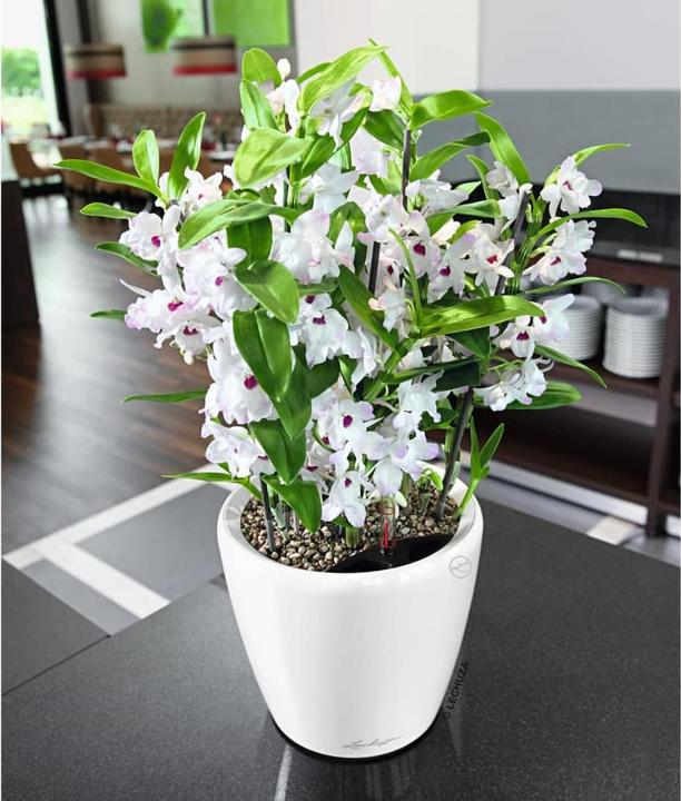 Produktbild Lechuza Classico (22 cm)