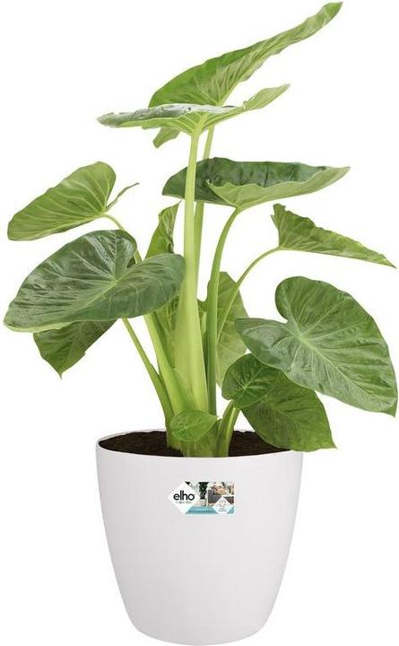 Produktbild Elho Brussels Rollen (40 cm)