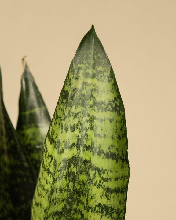 Produktbild feey Grüne Schwiegermutterzunge (35 cm, Frisch umgetopft)