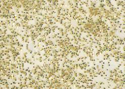 Produktbild Marabu Window Color Fun & Fancy (Glitter-Gold, 80 ml)