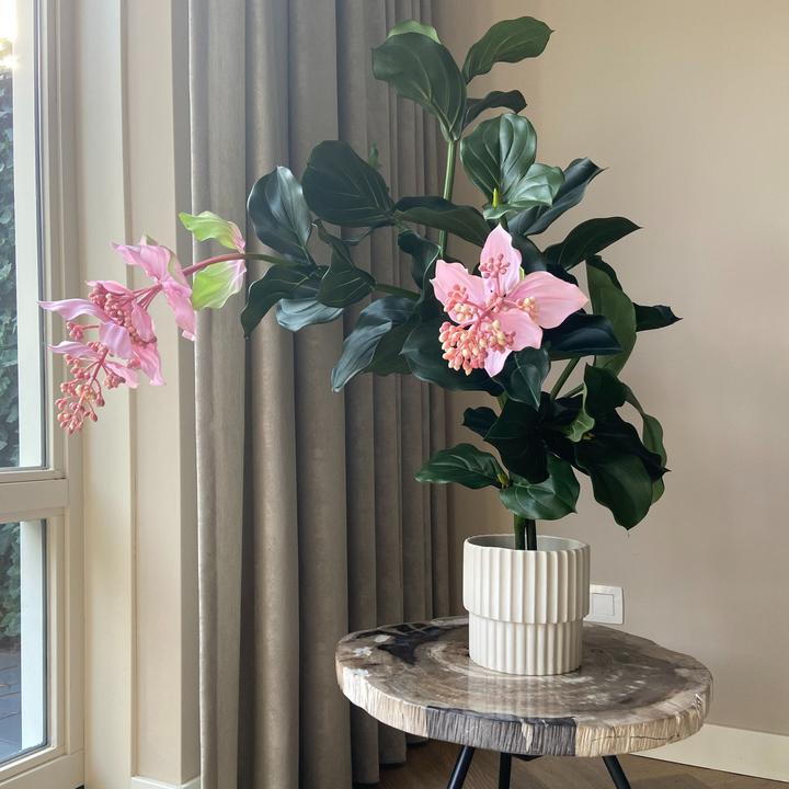 Immagine prodotto Plant in a Box Medinilla - (85 cm)